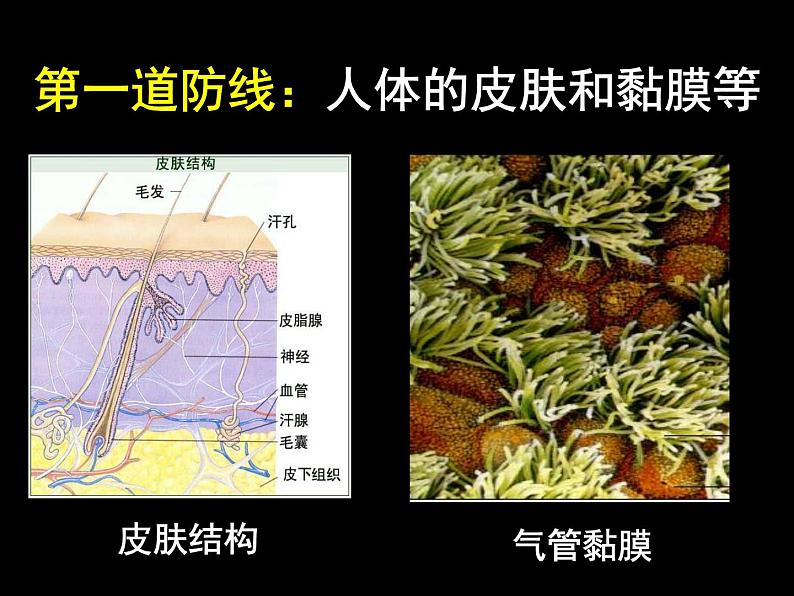 上海版八年级上册生物课件 3.2.2 人体的免疫功能 (共35张PPT)第4页