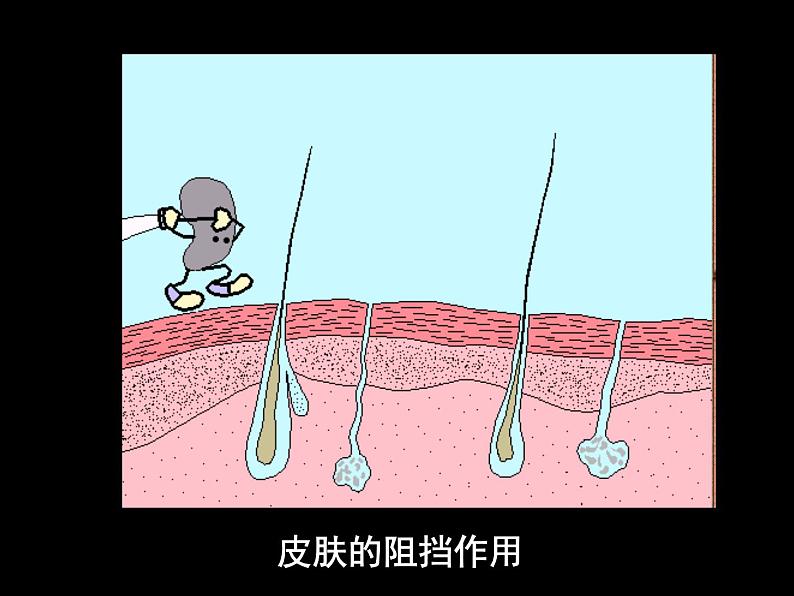 上海版八年级上册生物课件 3.2.2 人体的免疫功能 (共35张PPT)第5页