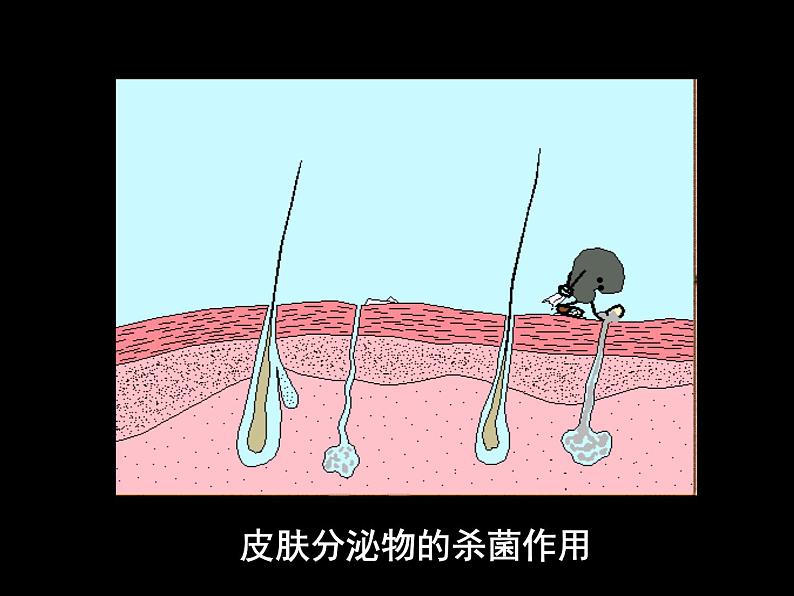 上海版八年级上册生物课件 3.2.2 人体的免疫功能 (共35张PPT)第6页