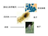 上海版八年级上册生物课件 3.2.1 常见传染病及其预防 (共28张PPT)