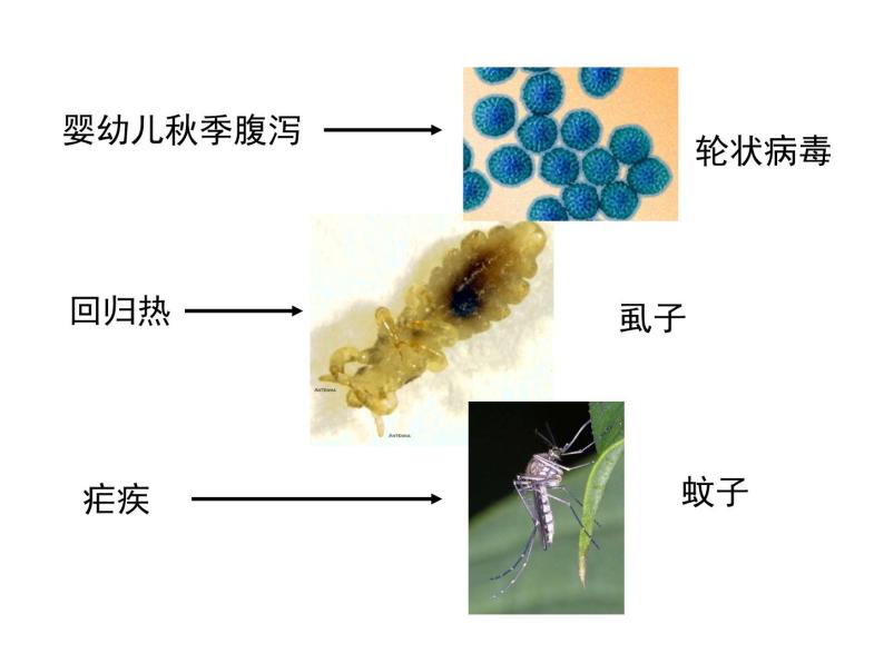 上海版八年级上册生物课件 3.2.1 常见传染病及其预防 (共28张PPT)05