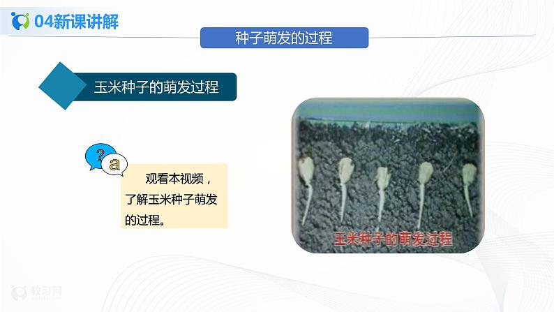 3.2.1《种子的萌发 第2课时》课件第8页