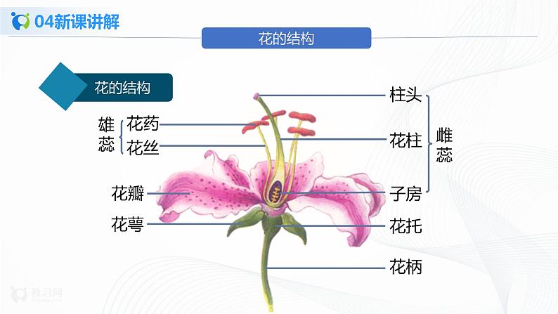 3.2.3 开花和结果 课件PPT+教案+练习06