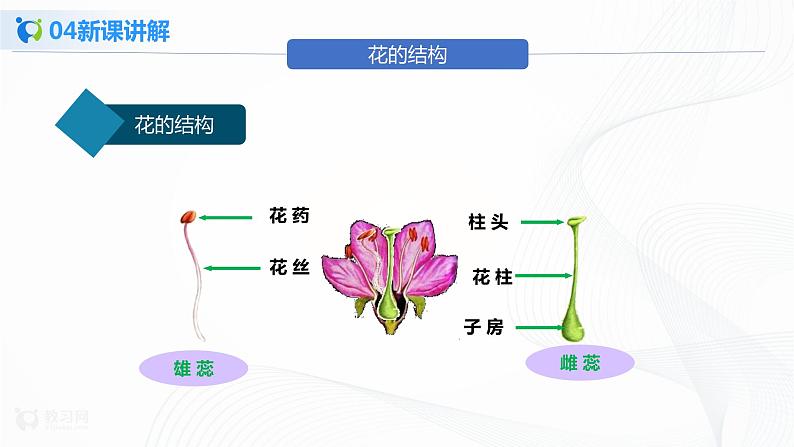 3.2.3 开花和结果 课件PPT+教案+练习07