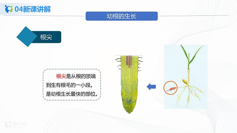 3.2.2 植株的生长 课件PPT+教案+练习06