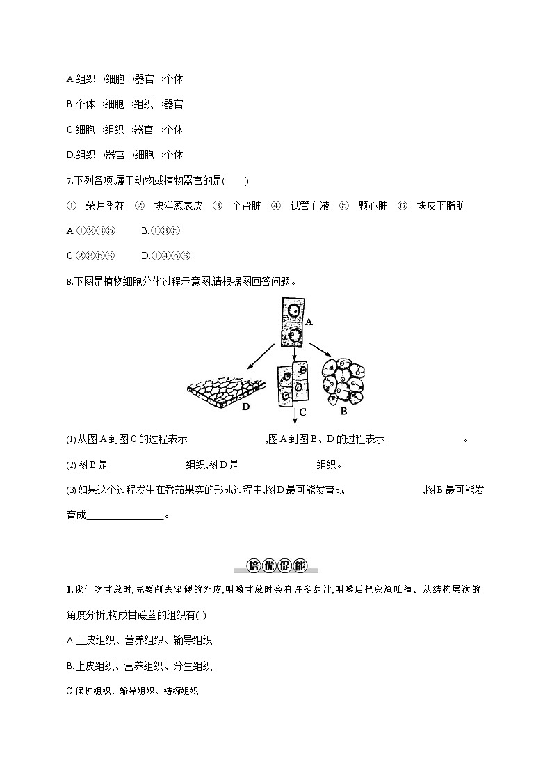 人教版七年级生物上册《2-2-3 植物体的结构层次》作业同步练习题及参考答案第2页