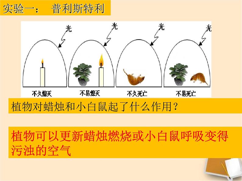 3.5 绿色植物与生物圈中的碳—氧平衡（复习课）课件 2021-2022学年人教版生物七年级上册05