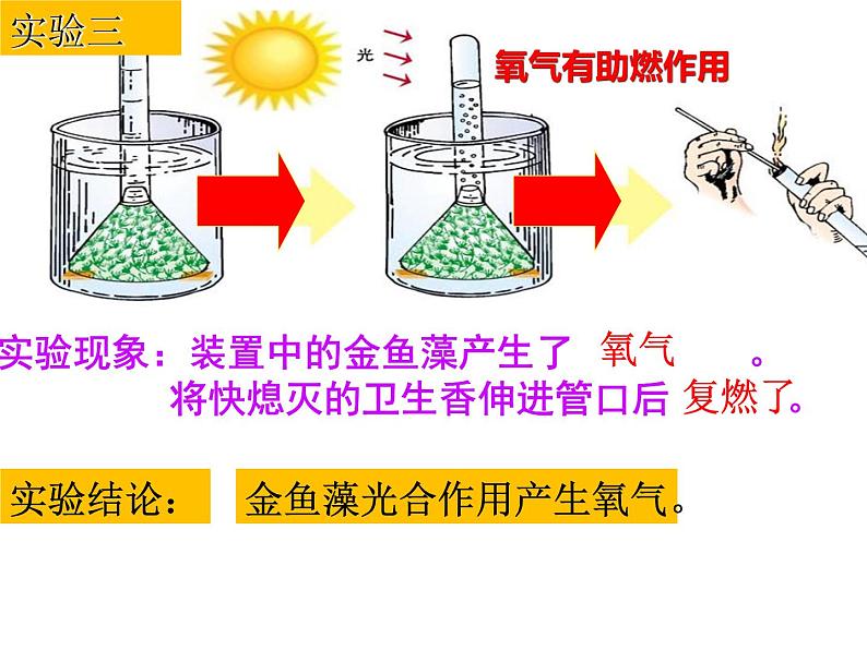 3.5 绿色植物与生物圈中的碳—氧平衡（复习课）课件 2021-2022学年人教版生物七年级上册08