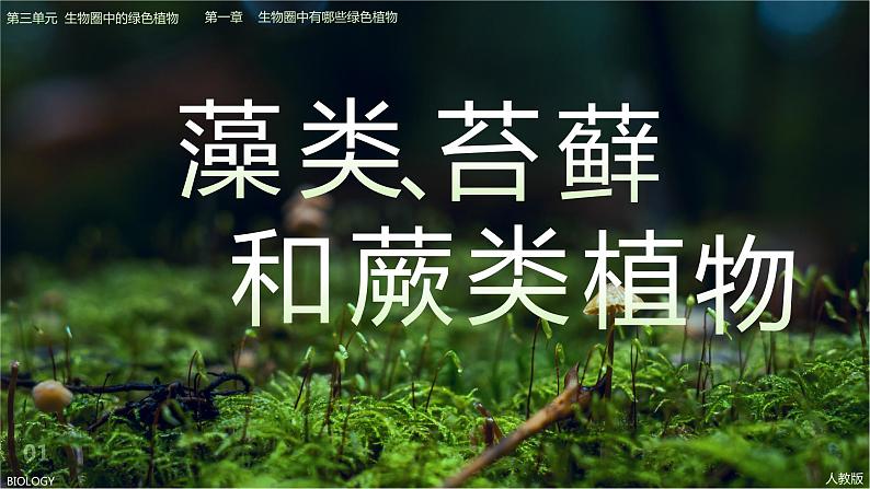 人教版七年级生物上册--3.1.1藻类、苔藓、蕨类课件PPT第2页