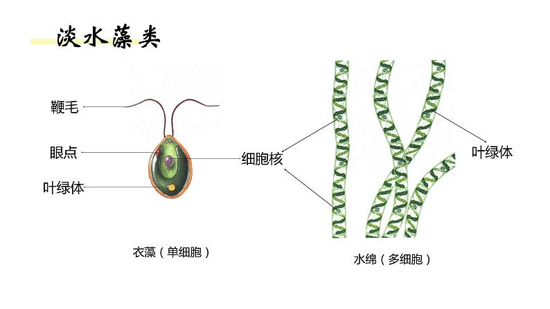 人教版七年级生物上册--3.1.1藻类、苔藓、蕨类课件PPT第4页