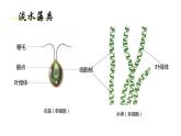 人教版七年级生物上册--3.1.1藻类、苔藓、蕨类课件PPT