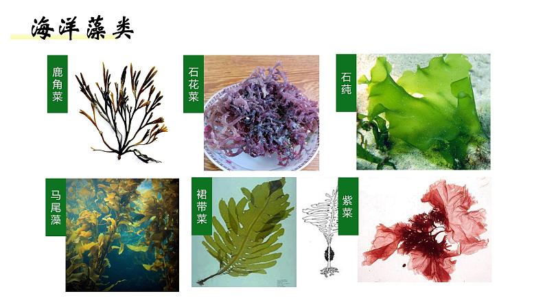 人教版七年级生物上册--3.1.1藻类、苔藓、蕨类课件PPT第5页