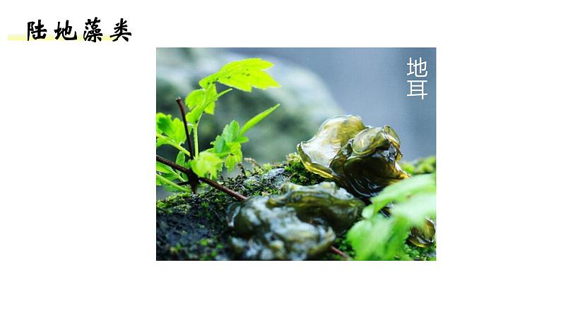 人教版七年级生物上册--3.1.1藻类、苔藓、蕨类课件PPT第6页