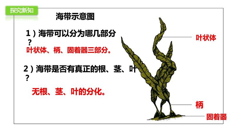 人教版七年级生物上册--3.1.1藻类、苔藓、蕨类课件PPT第7页