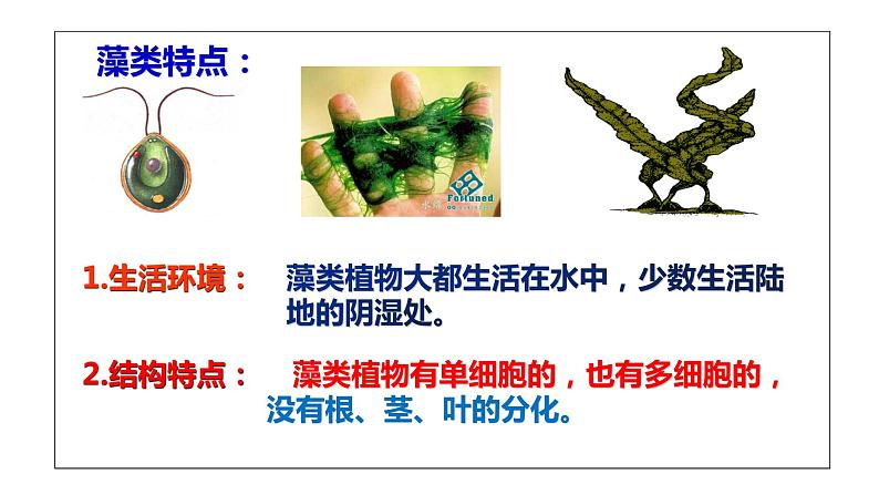 人教版七年级生物上册--3.1.1藻类、苔藓、蕨类课件PPT第8页