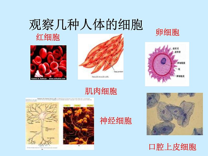 上海版八年级上册生物  1.1.1 人体内的细胞是如何组织起来的 课件   (共25张PPT)第4页