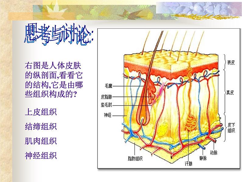 上海版八年级上册生物  1.1.2 器官是由什么构成的（1）器官的概念 课件   (共16张PPT)04