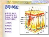 上海版八年级上册生物  1.1.2 器官是由什么构成的（1）器官的概念 课件   (共16张PPT)