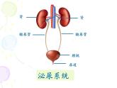 上海版八年级上册生物  1.1.2 器官是由什么构成的（1）器官的概念 课件   (共21张PPT)