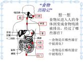 上海版八年级上册生物  1.1.4 人体的结构层次 课件   (共21张PPT)
