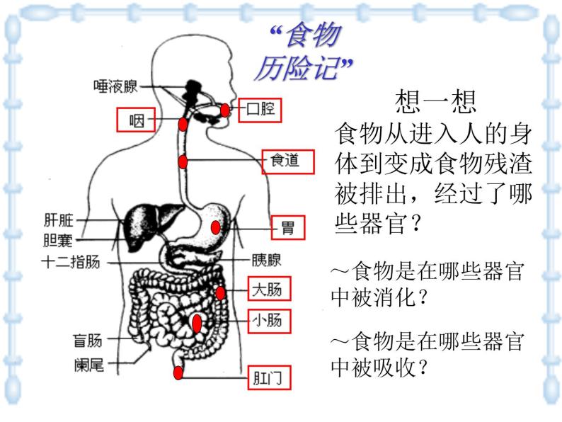 上海版八年级上册生物  1.1.4 人体的结构层次 课件   (共21张PPT)03
