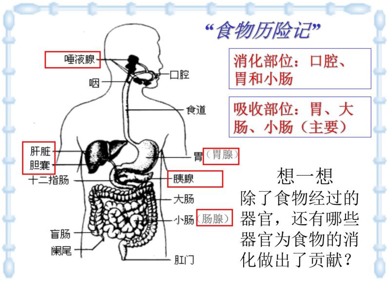 上海版八年级上册生物  1.1.4 人体的结构层次 课件   (共21张PPT)04