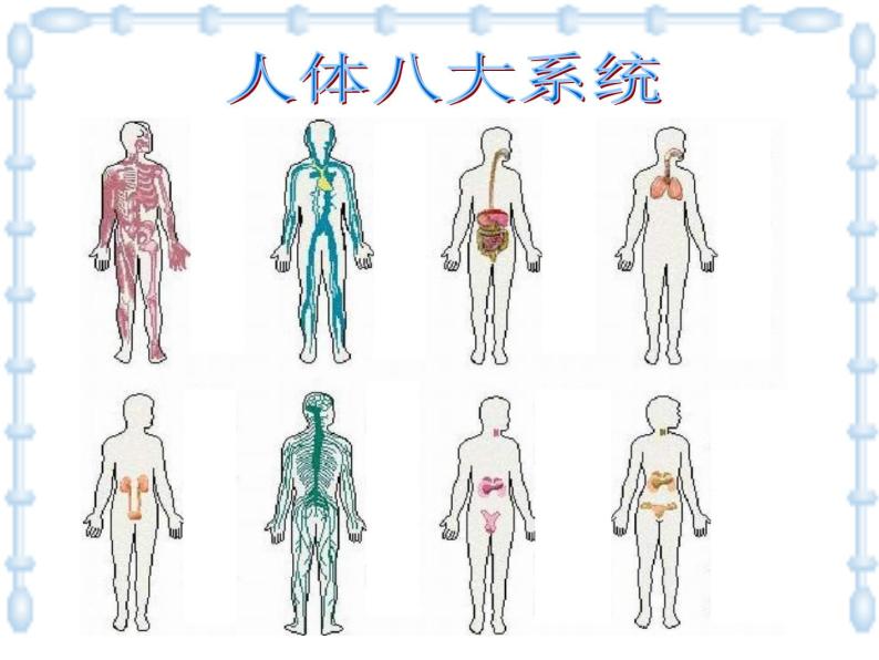 上海版八年级上册生物  1.1.4 人体的结构层次 课件   (共21张PPT)07