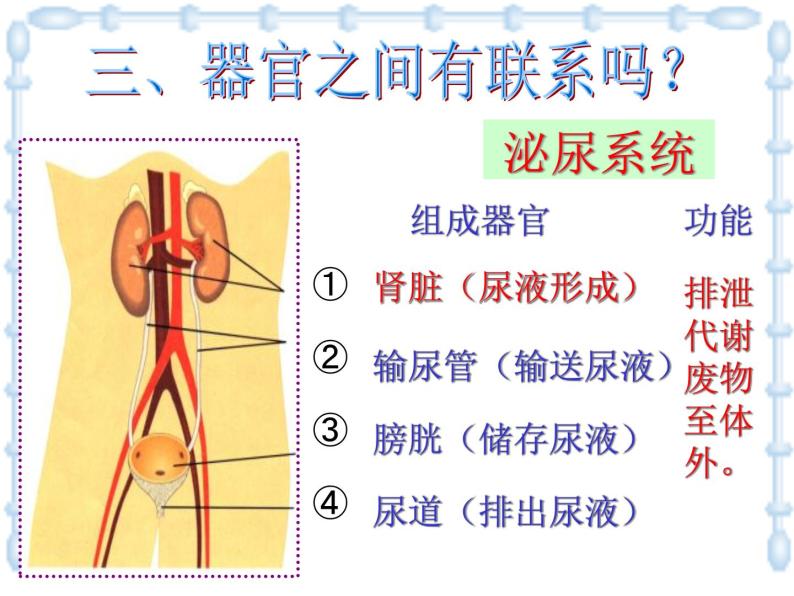 上海版八年级上册生物  1.1.4 人体的结构层次 课件   (共21张PPT)08