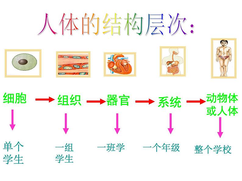 上海版八年级上册生物  1.1.4 人体的结构层次 课件   (共25张PPT)第6页