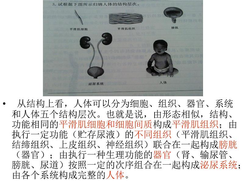 上海版八年级上册生物  1.1.4 人体的结构层次 课件   (共25张PPT)第7页