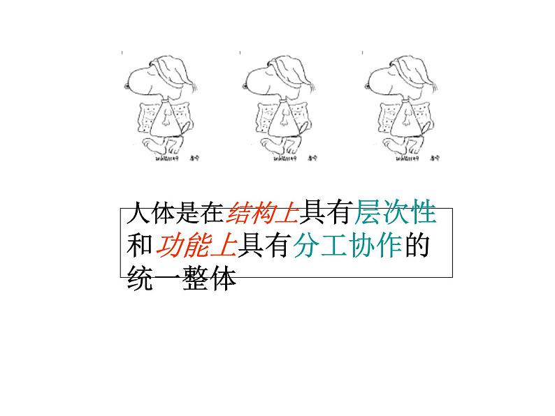 上海版八年级上册生物  1.1.4 人体的结构层次 课件   (共25张PPT)第8页