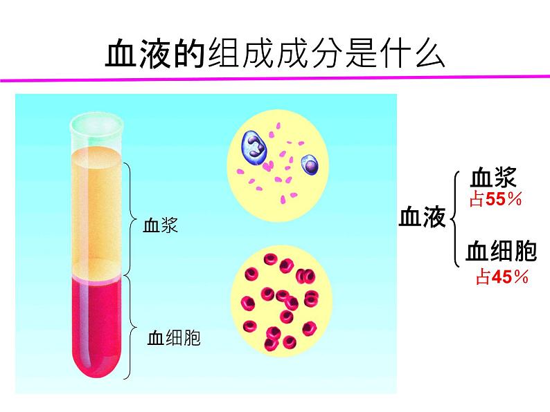 上海版八年级上册生物  1.2.2 人体的内环境 课件   (共20张PPT)06