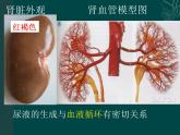上海版八年级上册生物  1.2.7 泌尿系统是如何维持内环境稳定的 课件   (共20张PPT)