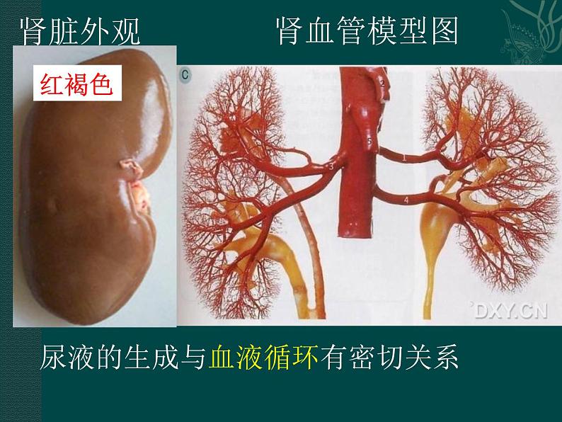 上海版八年级上册生物  1.2.7 泌尿系统是如何维持内环境稳定的 课件   (共20张PPT)04