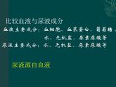 上海版八年级上册生物  1.2.7 泌尿系统是如何维持内环境稳定的 课件   (共20张PPT)