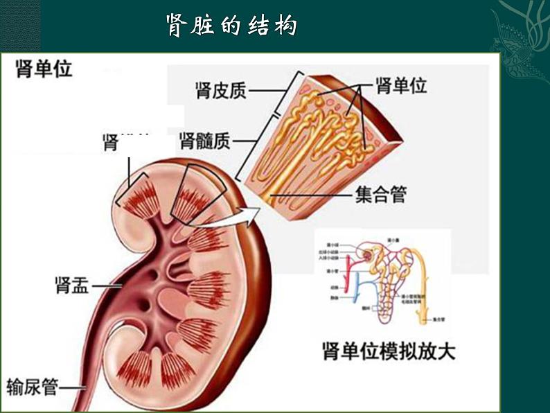 上海版八年级上册生物  1.2.7 泌尿系统是如何维持内环境稳定的 课件   (共20张PPT)06