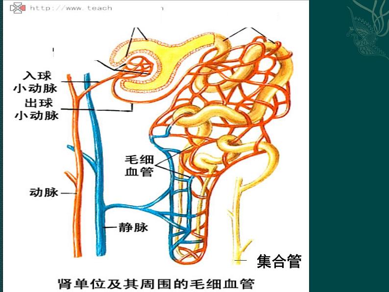 上海版八年级上册生物  1.2.7 泌尿系统是如何维持内环境稳定的 课件   (共20张PPT)07