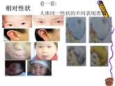 上海版八年级上册生物  2.3.1 人体的性状和遗传现象 课件   (共14张PPT)