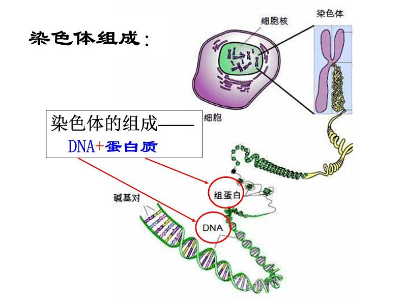 上海版八年级上册生物  2.3.2 染色体与人体性别决定 课件   (共16张PPT)03