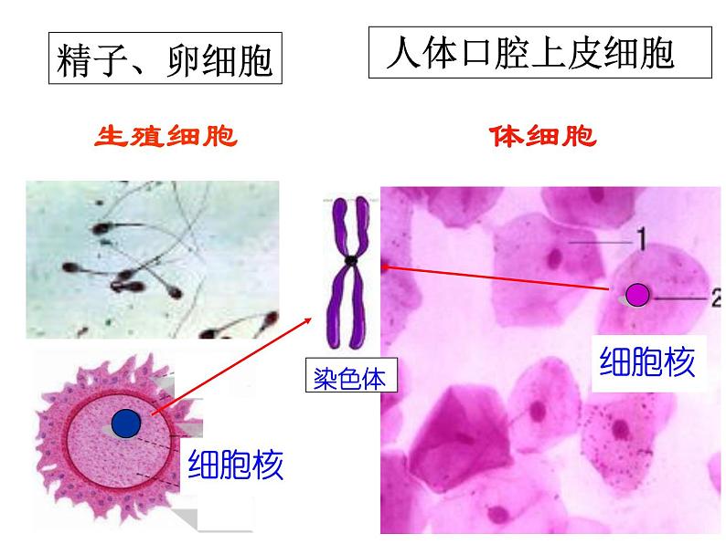 上海版八年级上册生物  2.3.2 染色体与人体性别决定 课件   (共16张PPT)04