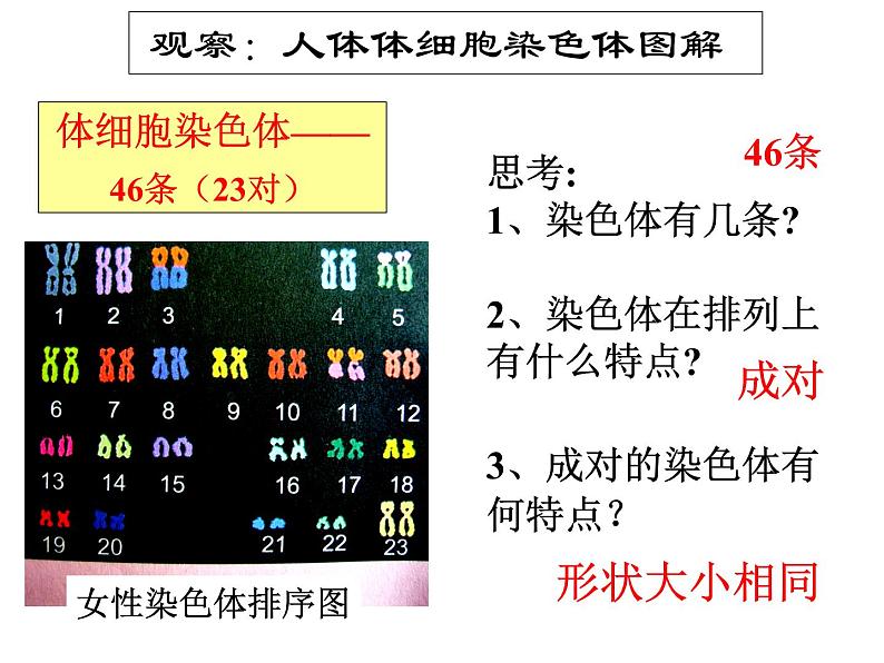 上海版八年级上册生物  2.3.2 染色体与人体性别决定 课件   (共16张PPT)05