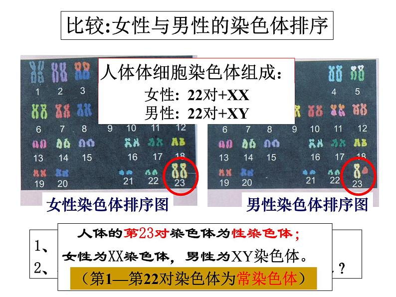 上海版八年级上册生物  2.3.2 染色体与人体性别决定 课件   (共16张PPT)06