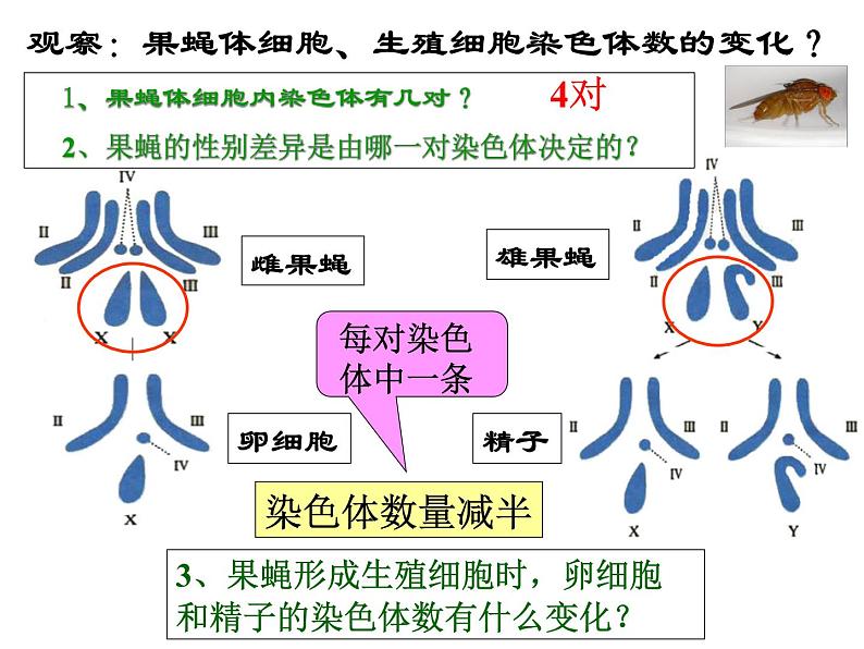 上海版八年级上册生物  2.3.2 染色体与人体性别决定 课件   (共16张PPT)07