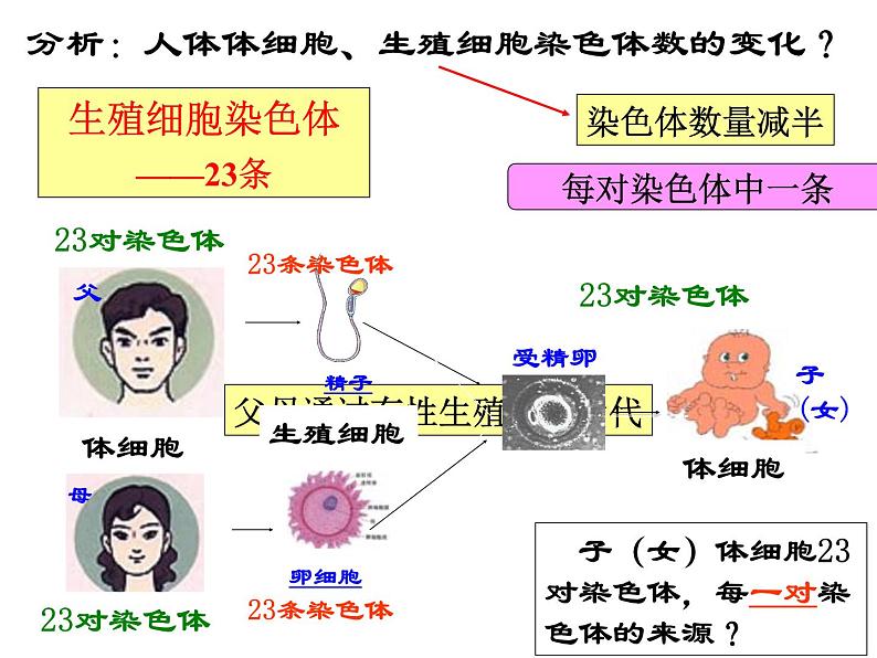 上海版八年级上册生物  2.3.2 染色体与人体性别决定 课件   (共16张PPT)08