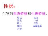 上海版八年级上册生物  2.3.1 人体的性状和遗传现象 课件   (共26张PPT)