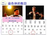上海版八年级上册生物  2.3.2 染色体与人体性别决定 课件   (共21张PPT)
