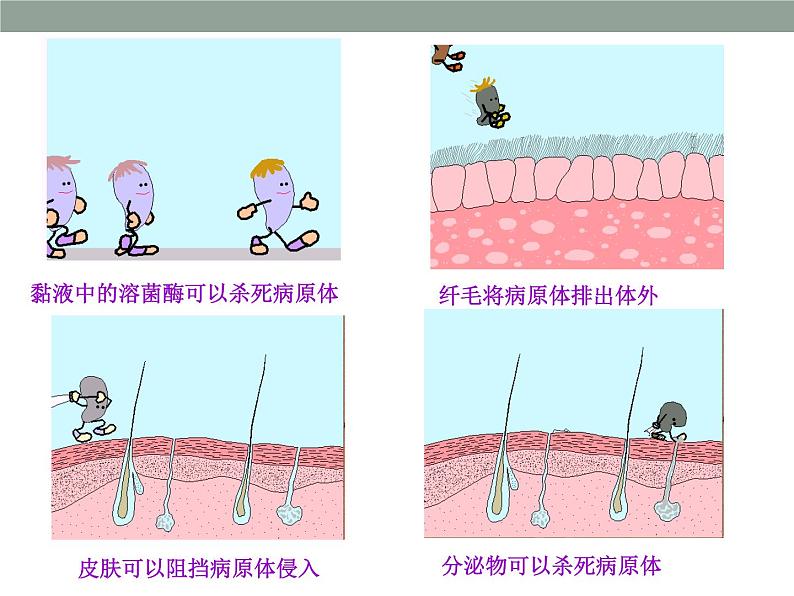 上海版八年级上册生物  3.2.2 人体的免疫功能 课件   (共20张PPT)05