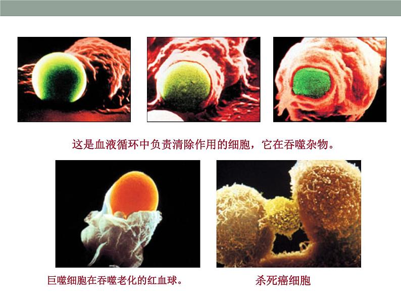 上海版八年级上册生物  3.2.2 人体的免疫功能 课件   (共20张PPT)07