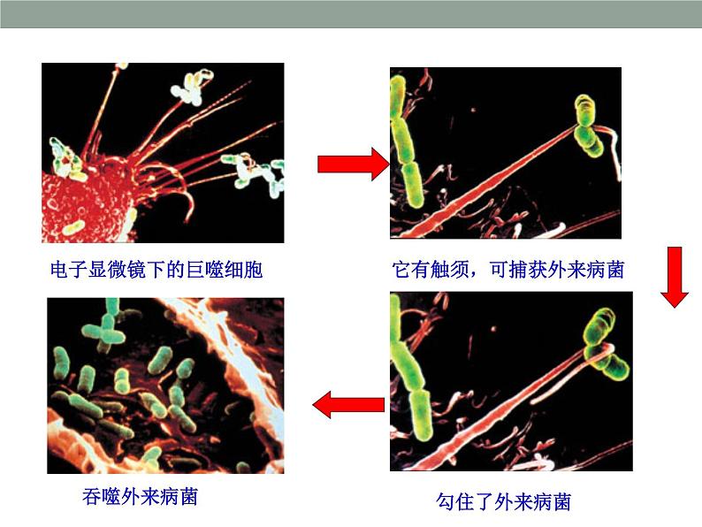 上海版八年级上册生物  3.2.2 人体的免疫功能 课件   (共20张PPT)08