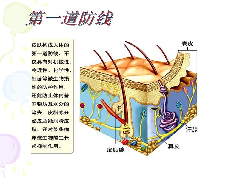 上海版八年级上册生物  3.2.2 人体的免疫功能 课件   (共32张PPT)第5页